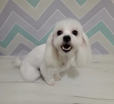 Pimp My Pet - profesjonalna pielęgnacja psów